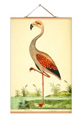 Birds South America Poster No 127 eicie SINGLE PIECES